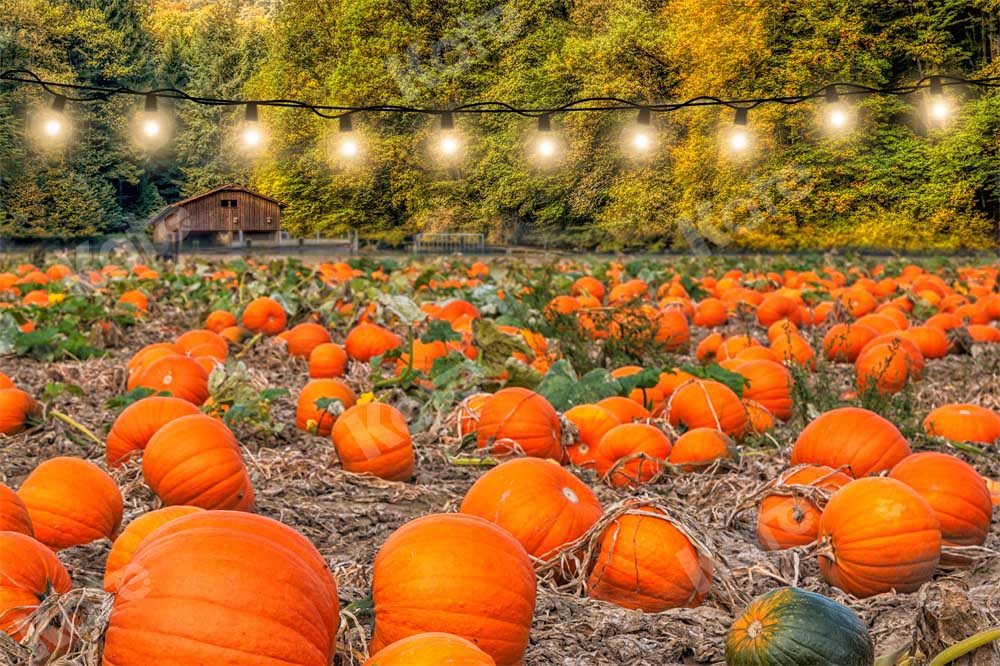 Kate Autumn Pumpkin Harvest Backdrop Designed by Chain Photography