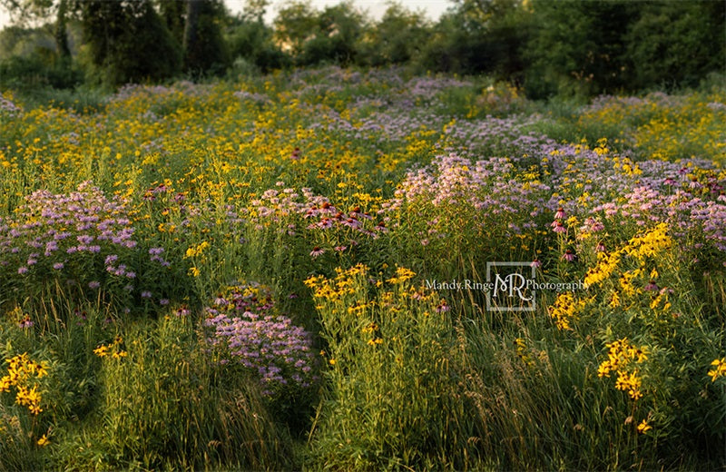 Kate Summer Wildflower Field Backdrop Designed by Mandy Ringe Photography - Kate Backdrop AU