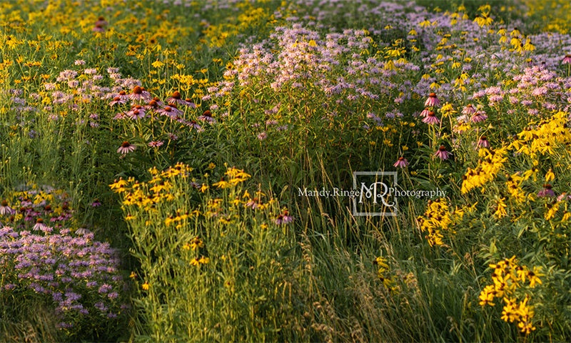 Kate Summer Wildflower Field Backdrop Designed by Mandy Ringe Photography