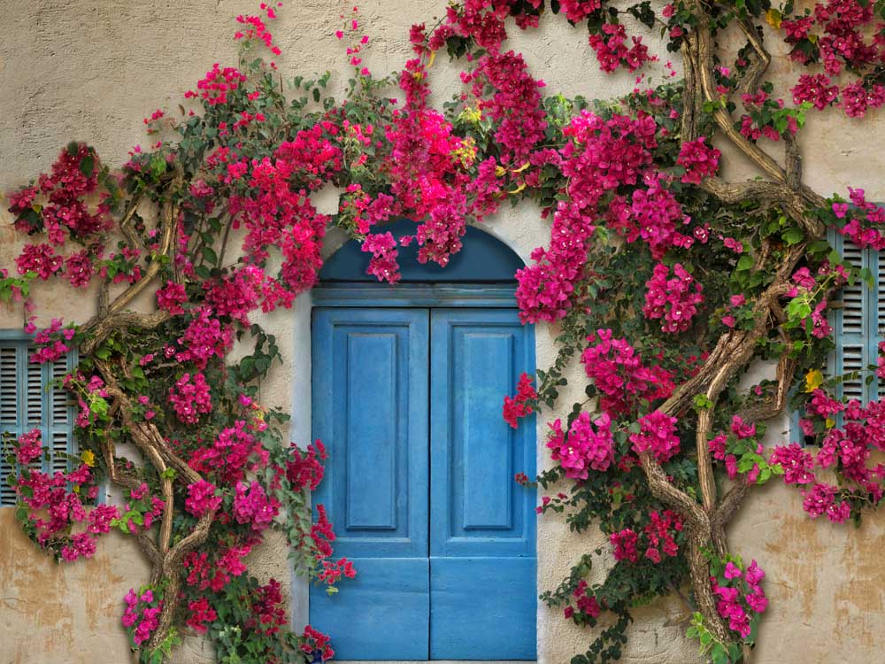 Kate Spring Door Backdrop Flower Wall Designed by Chain Photography