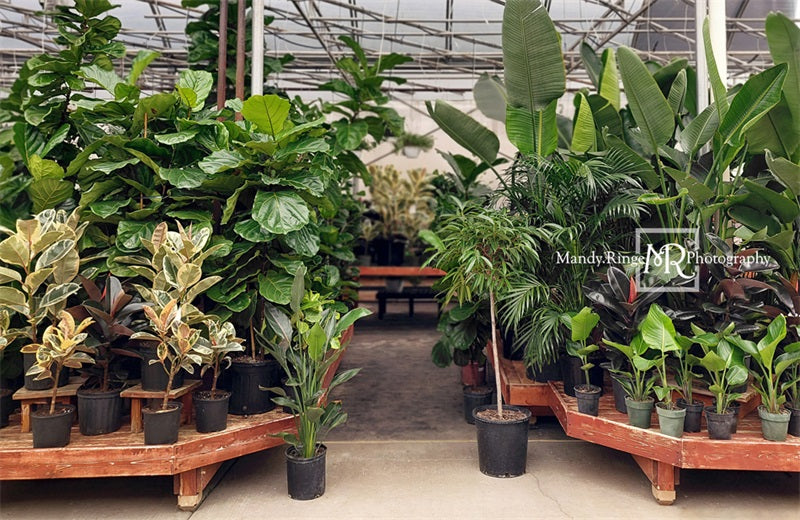 Kate Tropical Greenhouse Interior Backdrop Designed by Mandy Ringe Photography - Kate Backdrop AU