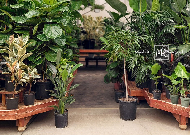 Kate Tropical Greenhouse Interior Backdrop Designed by Mandy Ringe Photography - Kate Backdrop AU
