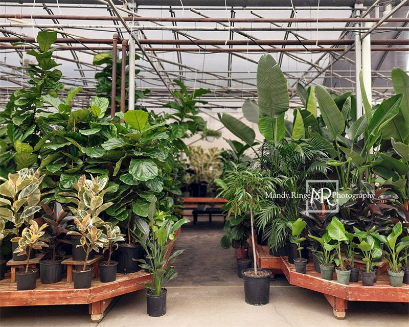 Kate Tropical Greenhouse Interior Backdrop Designed by Mandy Ringe Photography - Kate Backdrop AU