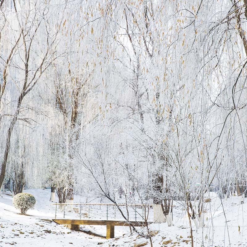 Kate Winter Snow Scene Grove Backdrop Designed by Emetselch
