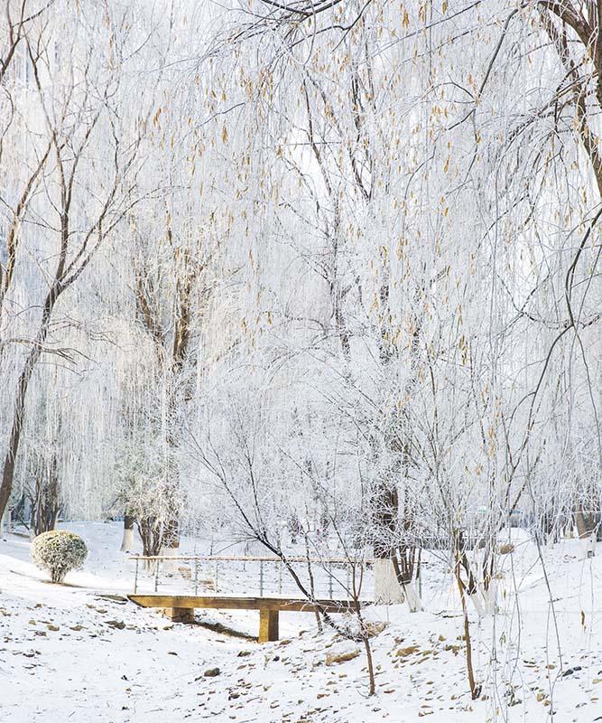 Kate Winter Snow Scene Grove Backdrop Designed by Emetselch