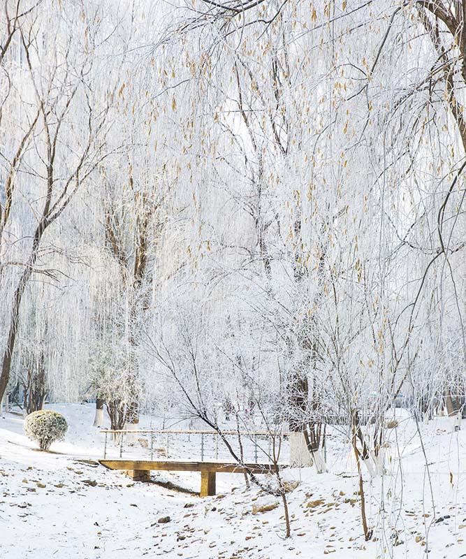 Kate Winter Snow Scene Grove Backdrop Designed by Emetselch - Kate Backdrop AU