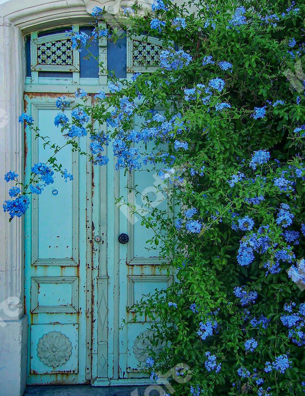 Kate Blue Door Backdrop Designed by Emetselch - Kate Backdrop AU
