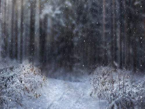 Kate Winter Snowy Forest Backdrop for Photography Designed By Jerry_Sina - Kate Backdrop AU
