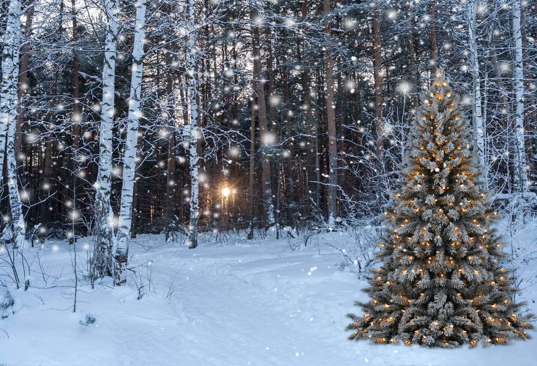 Kate Winter Forest with Snow And Christmas Tree for Photography - Kate Backdrop AU