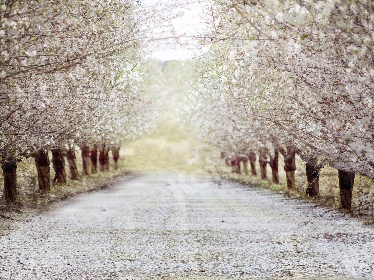 Kate Spring Cherry Blossoms Backdrop for Photography - Kate Backdrop AU