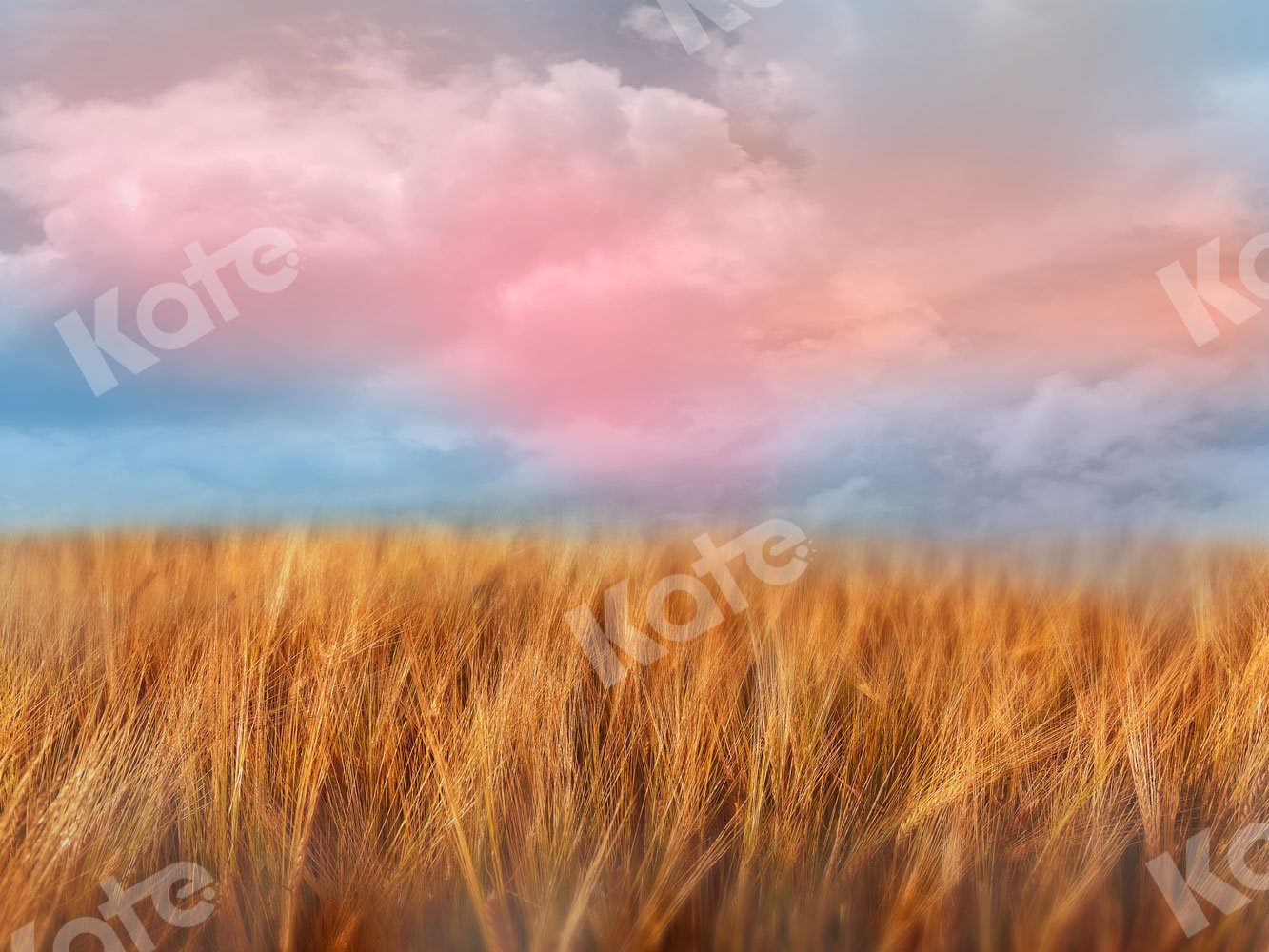 Kate Fall Backdrop Blue Sky Wheatfield for Photography