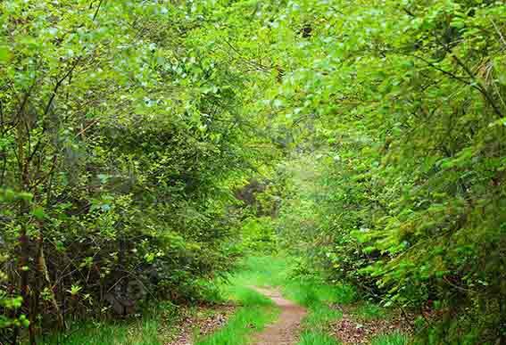Kate Summer Green Forest Path Backdrop Designed by Chain Photography - Kate Backdrop AU