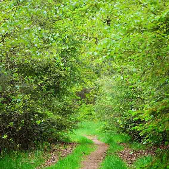 Kate Summer Green Forest Path Backdrop Designed by Chain Photography - Kate Backdrop AU