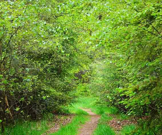 Kate Summer Green Forest Path Backdrop Designed by Chain Photography - Kate Backdrop AU