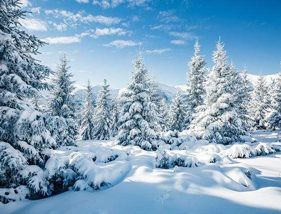 Kate Winter Snow And Pine Trees Backdrop for Photography - Kate Backdrop AU