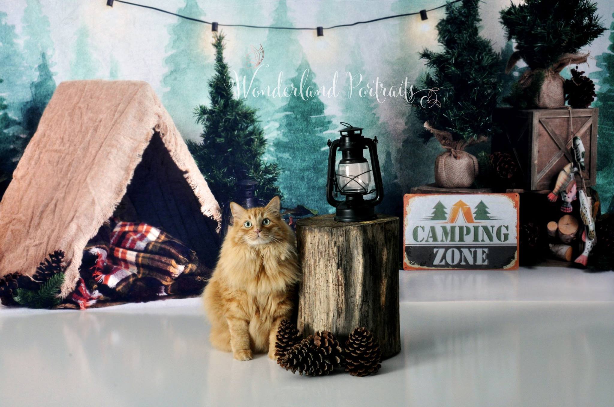 Kate Forest Camping Tent and Lamp Children Summer Backdrop for Photography Designed by Megan Leigh Photography