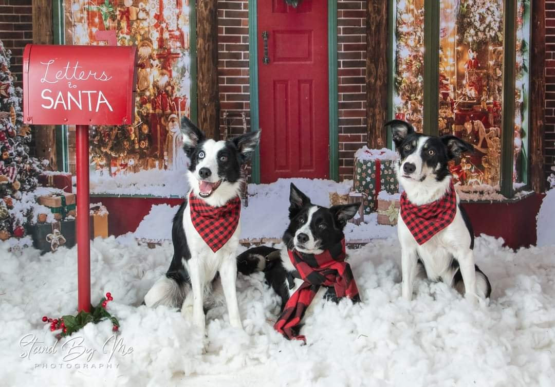 Kate Christmas Giftshop Decorations Snow Backdrop for Photography - Kate Backdrop AU