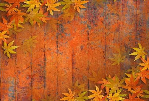 Kate Autumn Maple Leaf Wooden Backdrops for Photography - Kate Backdrop AU