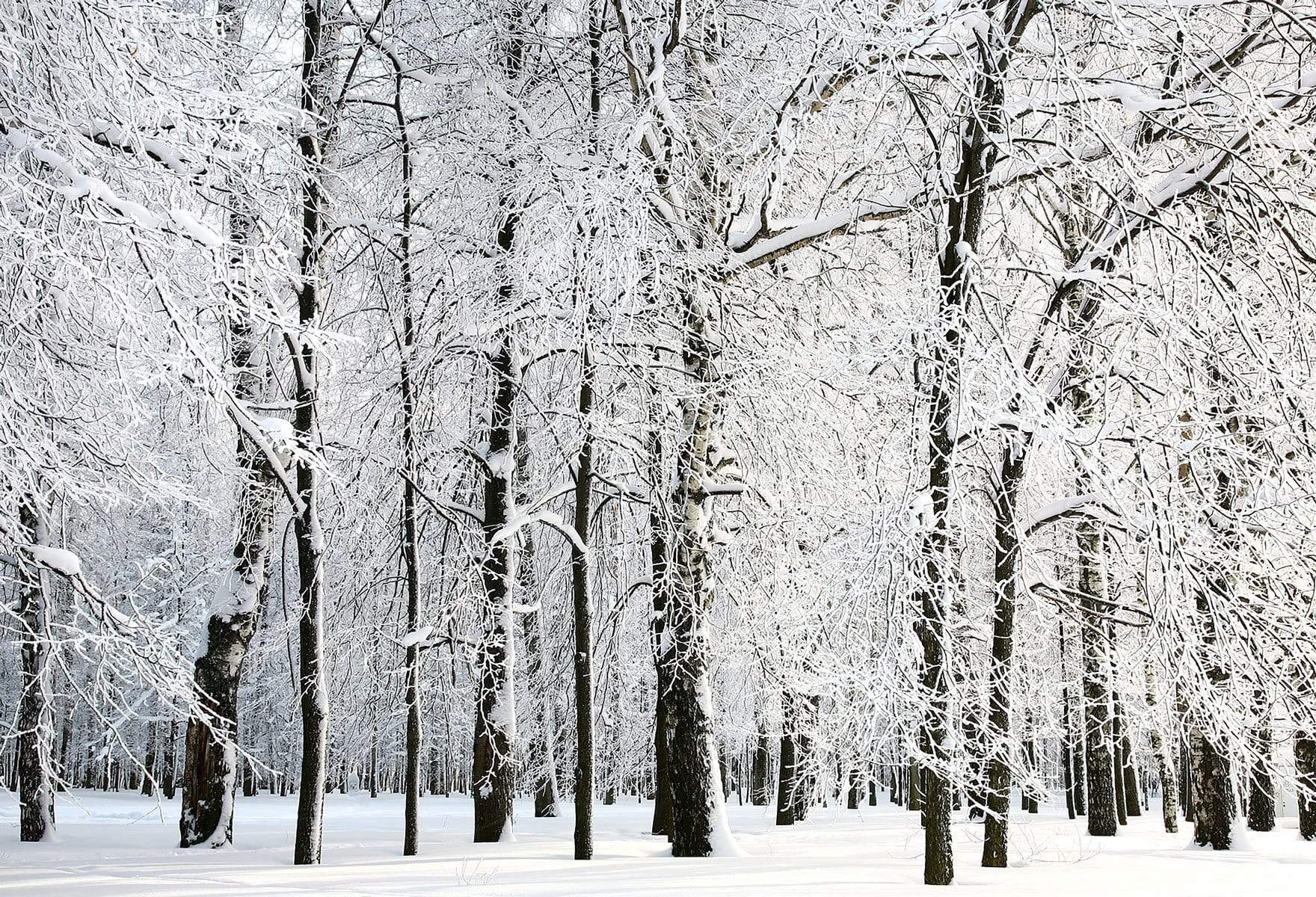 Kate Winter Snowy Trees Scenery for Photography - Kate Backdrop AU