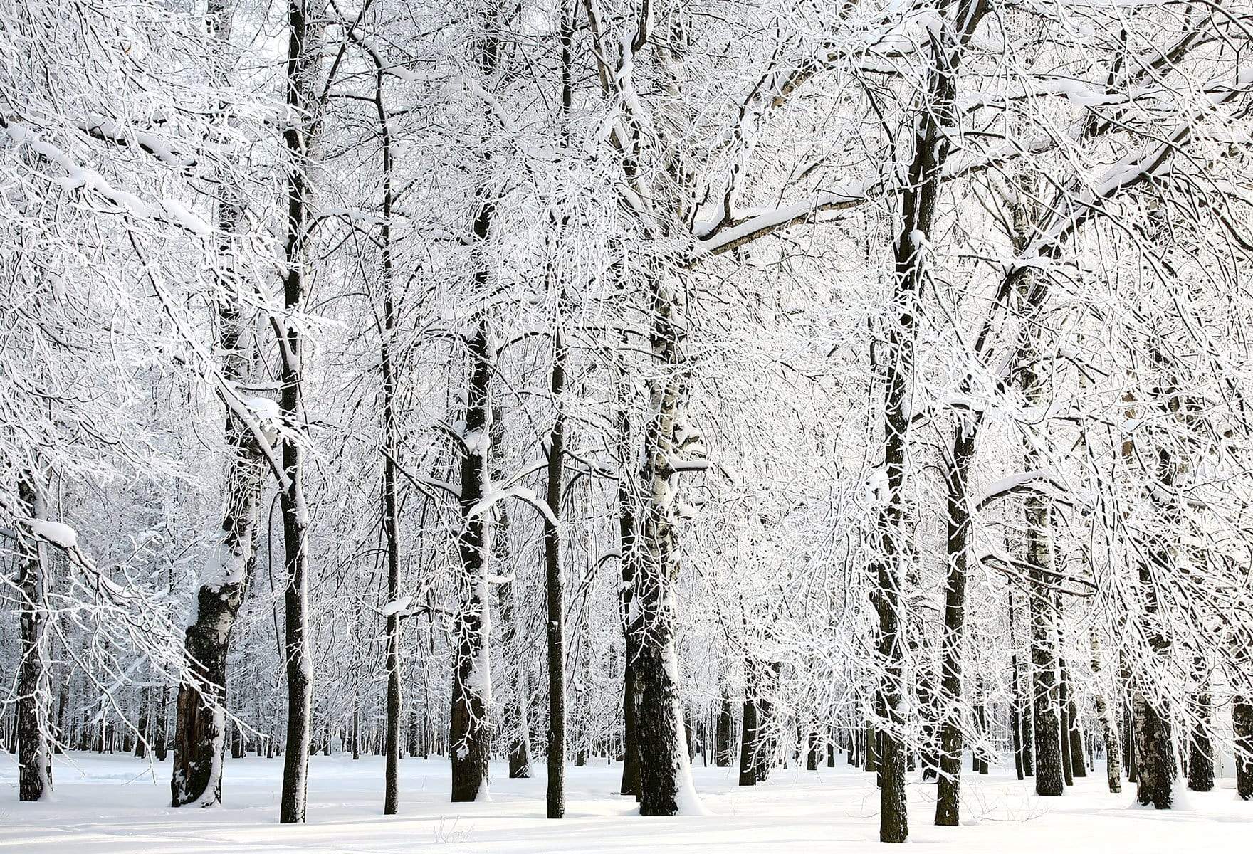 Kate Winter Snowy Trees Scenery for Photography