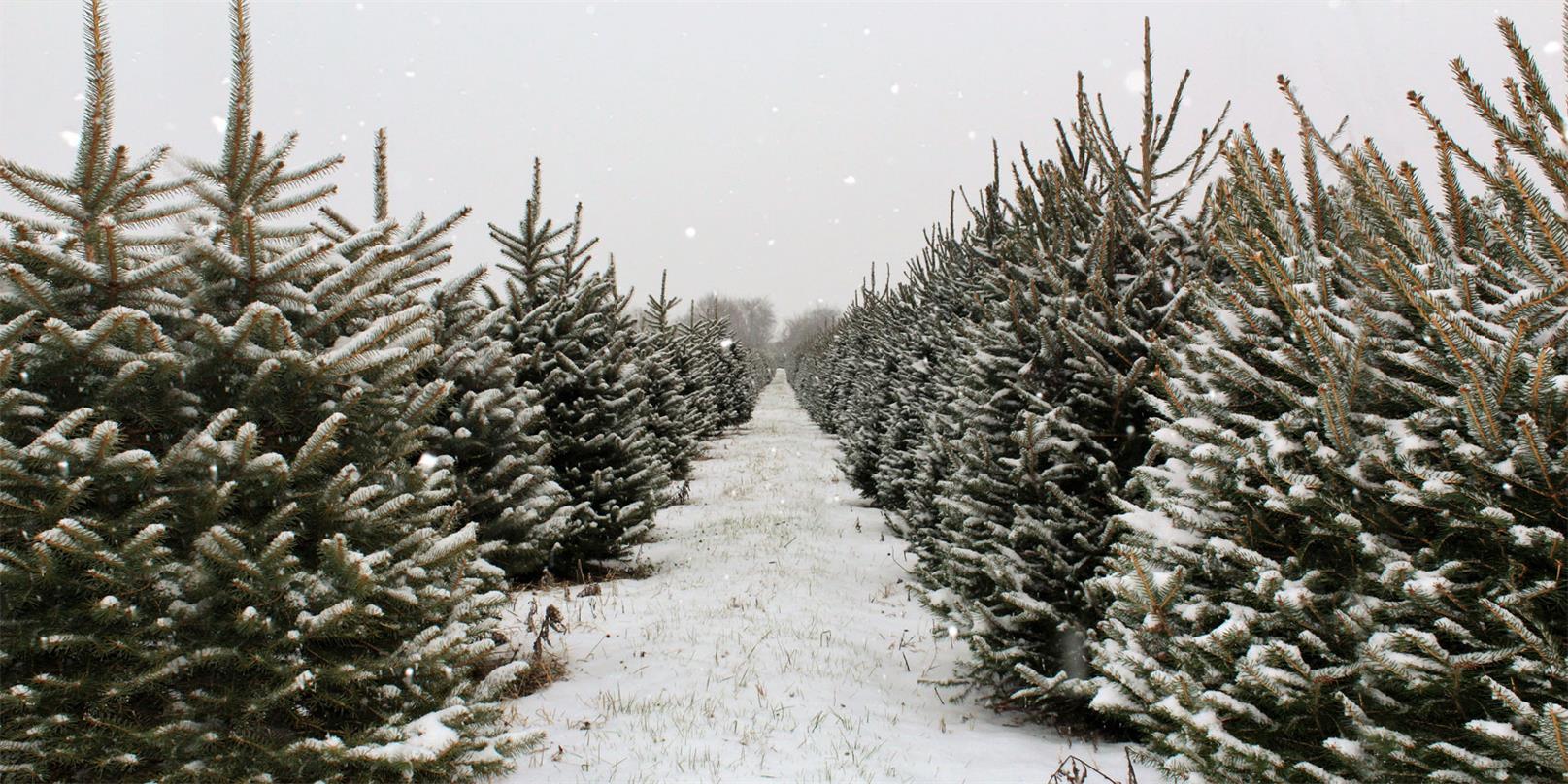 Kate Christmas Pines Tree Farm Path Backdrop for Photography