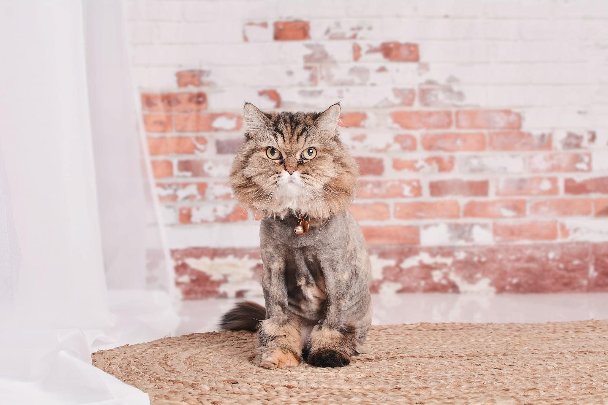 Kate Shabby White and Red Brick Backdrop Designed By Mandy Ringe Photography - Kate Backdrop AU
