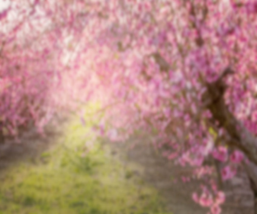 Kate Spring Pink Flowers Backdrop for Photography Designed by Lisa Granden