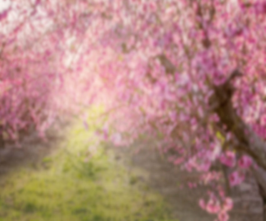 Kate Spring Pink Flowers Backdrop for Photography Designed by Lisa Granden - Kate Backdrop AU