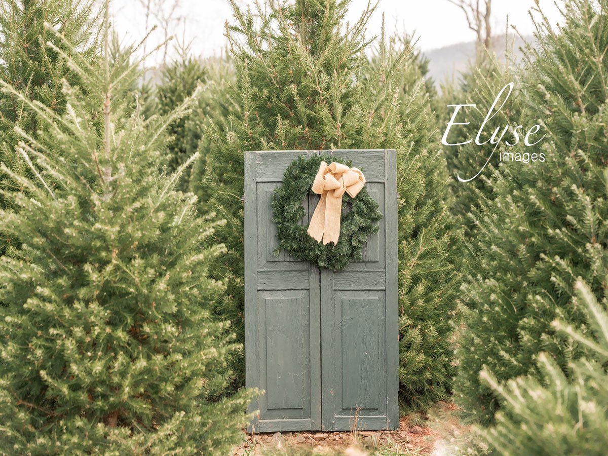 Kate Christmas Trees Outdoor Backdrop Elyse images by Danielle Fishbein - Kate Backdrop AU