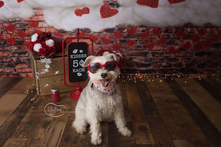 Kate Dark Brick with Red Hearts Valentine's Day Backdrop for Photography designed by Jerry_Sina - Kate Backdrop AU
