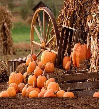 Kate Farm Harvest Fall with Pumpkin Backdrop for Halloween autumn