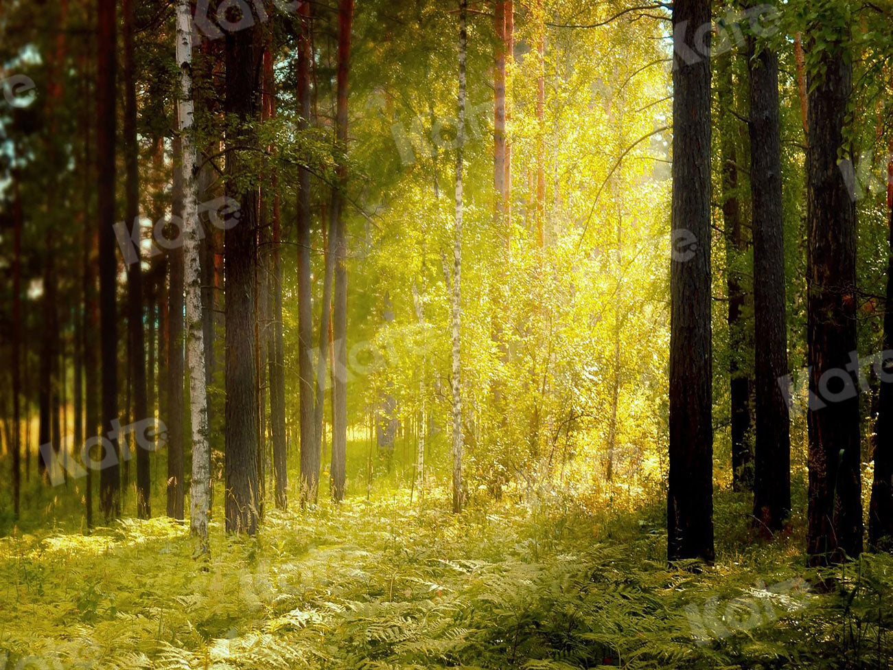 Kate Autumn Backdrop Sunlight Nature Forest Summer Elf for Photography - Kate Backdrop AU