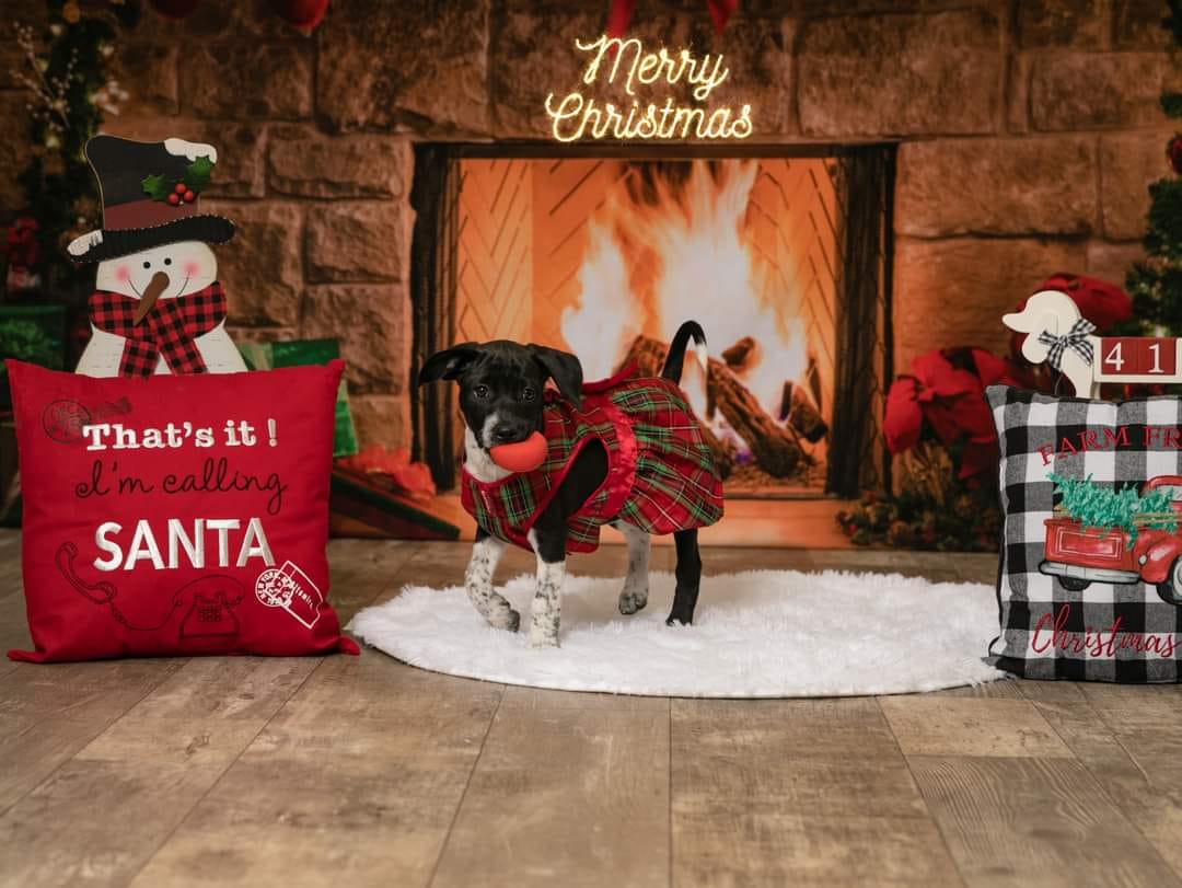 Kate Christmas Red Socks with Fireplace Backdrop for Photography