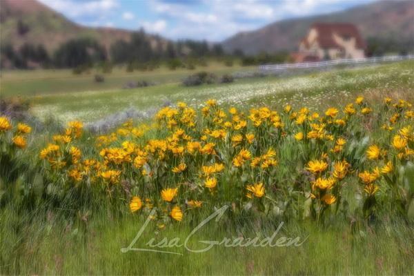 Katebackdrop¡êoKate Mountain Meadow Backdrop for Photography Designed by Lisa Granden