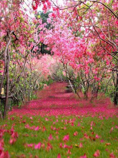 Katebackdrop£ºKate Spring Scenery Rose Red Flower Tree Valentine's Day Backdrop Photography