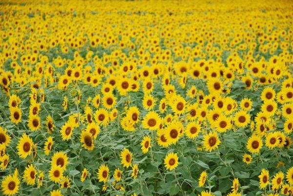 Kate Sunflower Field Backdrop for Summer Photography - Kate Backdrop AU