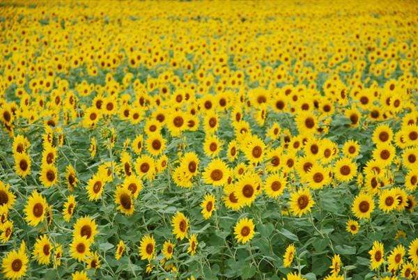 Kate Sunflower Field Backdrop for Summer Photography