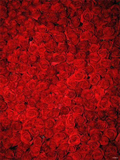Katebackdrop£ºKate Red Roses Valentine's Day Floral Photography Backdrop