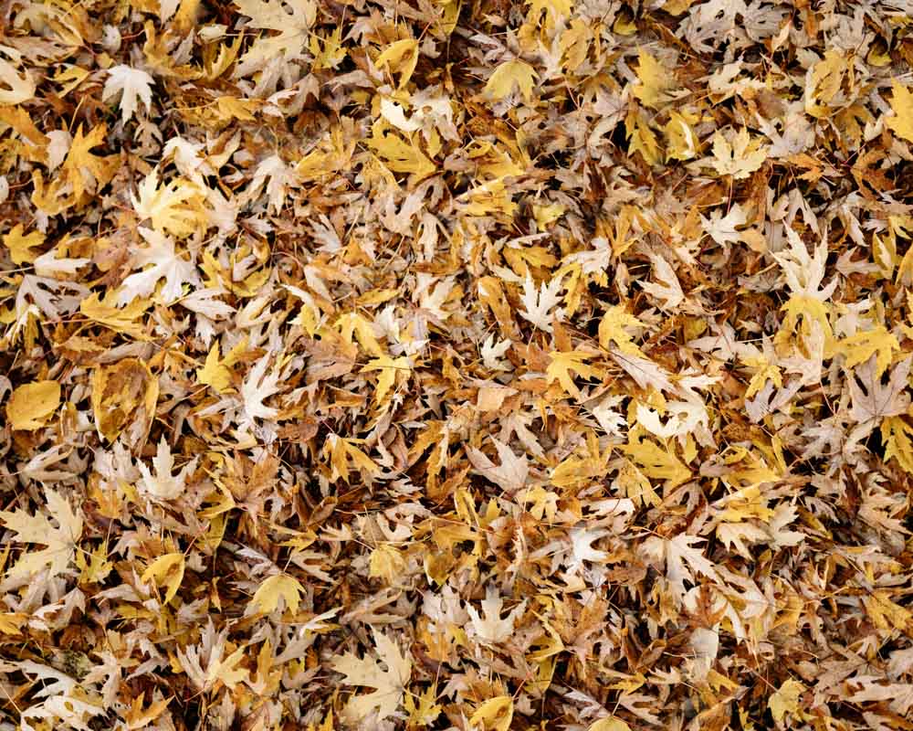 Kate Autumn Leaves Rubber Floor Mat - Kate Backdrop AU