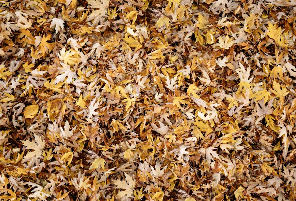 Kate Autumn Leaves Rubber Floor Mat - Kate Backdrop AU