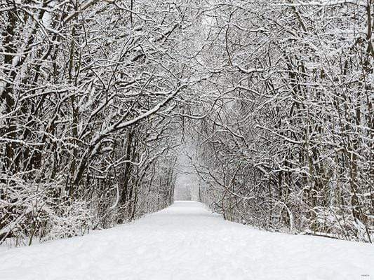 Katebackdrop£ºKate Snow Winter Forest Frozen Tree Backdrop