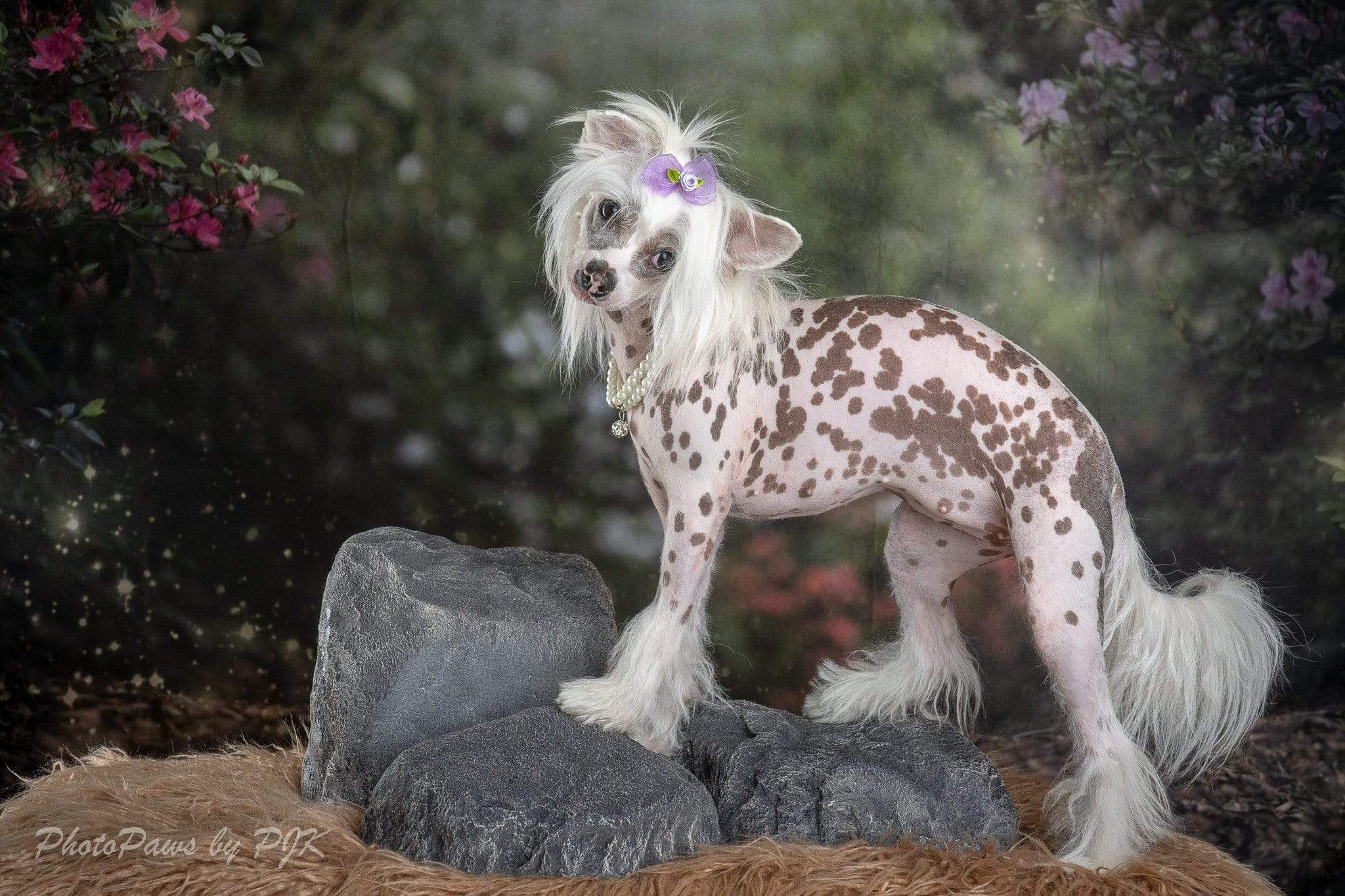 Kate Pink Floral Garden Fairy Lights spring Backdrop for Photography Designed by Pine Park Collection - Kate Backdrop AU