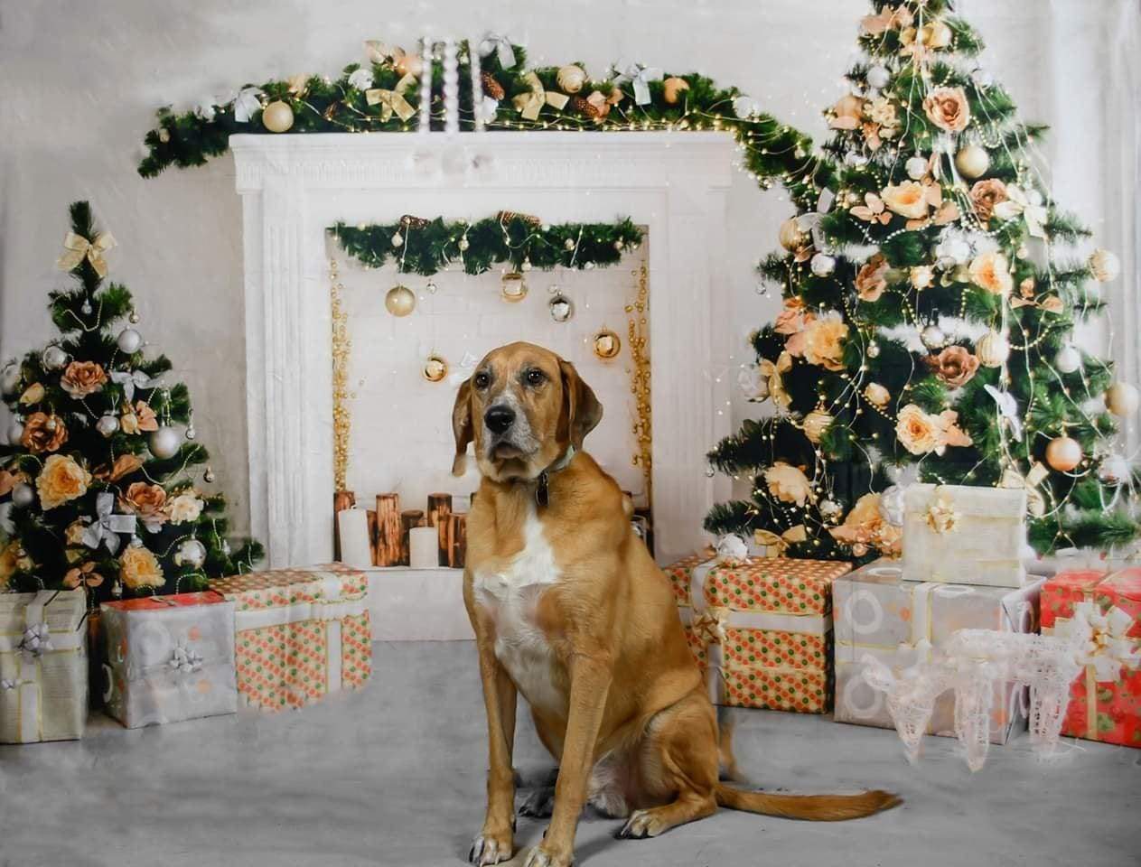 Kate Christmas Decorations Presents Fireplace Backdrop - Kate Backdrop AU